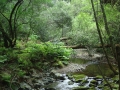 Muir Woods
